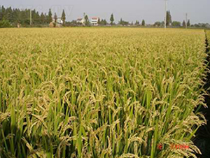 ����15-ˮ���N��-���r(n��ng)�l(f��)