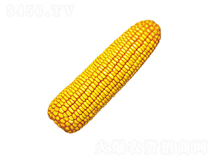 º��1̖(h��o)-���׷N��-���r(n��ng)�l(f��)