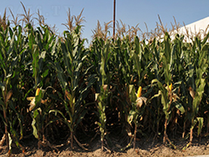 º��35-���׷N��-���r(n��ng)�l(f��)