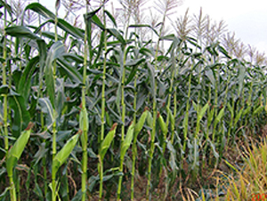 �A����8̖(h��o)-���׷N��-���r(n��ng)�l(f��)