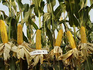 ����7̖(h��o)-���׷N��-���r(n��ng)�l(f��)