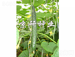 ���ж���1568-�S�ϷN��-����