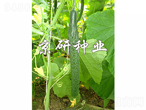 ����E31-�S�ϷN��-����