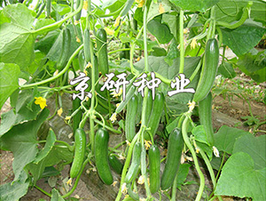 ��������13̖(h��o)-�S�ϷN��-����