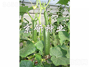 ��������8̖(h��o)-�S�ϷN��-����