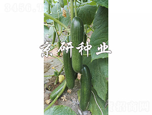 �G���`10̖(h��o)-�S�ϷN��-����