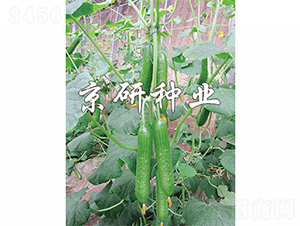 �G���`5̖(h��o)-�S�ϷN��-����