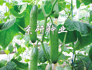 �G���`-�S�ϷN��-����