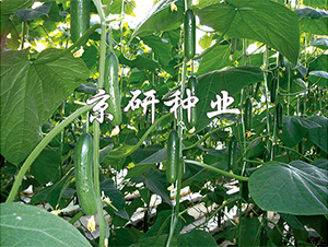 ��������5̖(h��o)-�S�ϷN��-����