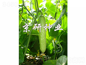 ���к���7̖(h��o)-�S�ϷN��-����