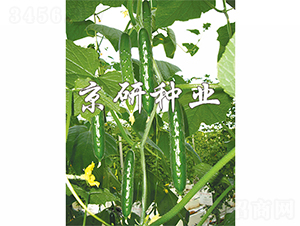 ���2̖(h��o)-�S�ϷN��-����