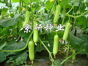 ��������156-�S�ϷN��-����