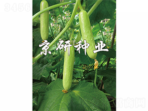 �׾��`-�S�ϷN��-����