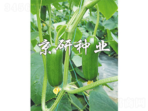 �G���`12̖(h��o)-�S�ϷN��-����