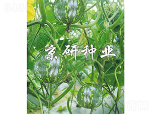 ����3̖(h��o)-�ϹϷN��-����