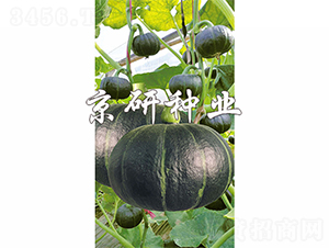 ����ؐؐ-�ϹϷN��-����