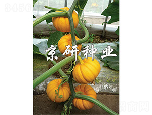 ������-�ϹϷN��-����