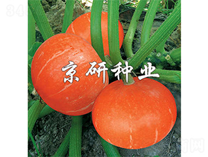 �������t��A-�ϹϷN��-����