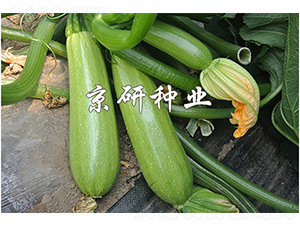 ����11̖(h��o)-�����J�N��-����