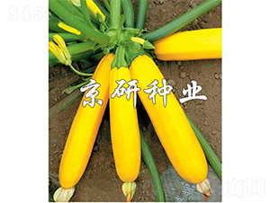 ���㽶-�����J�N��-����