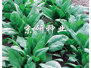 ����5̖-���˷N��-����