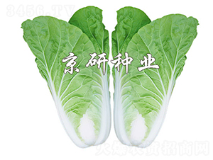 ���п��8̖-��˷N��-����