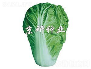 京夏1號-白菜種子-京研