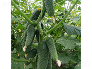 ��ɯ-�S�ϷN��-���A�N�I(y��)