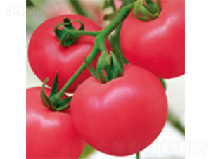 �P��-���ѷN��-���A�N�I(y��)