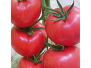 ������F1-���ѷN��-���A�N�I(y��)