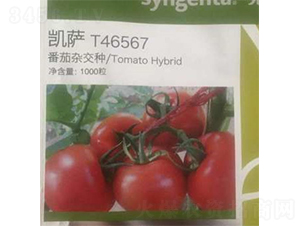 凱薩-番茄種子-富華種業(yè)