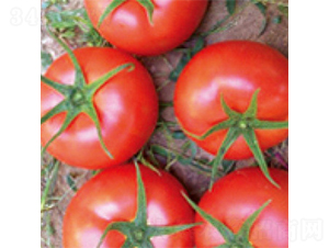 思想者1018F1-番茄種子-富華種業(yè)