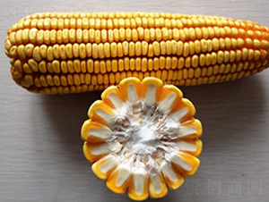 ��̩33̖-���׷N��-���r(n��ng)�l(f��)