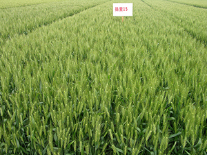 �P(y��ng)��15̖(h��o)-С���N��-���r(n��ng)�l(f��)