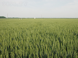 ����2̖(h��o)-С���N��-���r(n��ng)�l(f��)