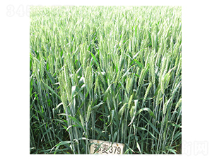 ����379-С���N��-���r(n��ng)�l(f��)