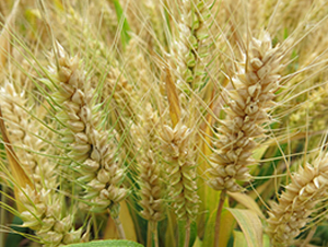 ����875-С���N��-���r(n��ng)�l(f��)