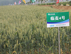 �R��4̖(h��o)-С���N��-���r(n��ng)�l(f��)