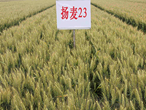 �P(y��ng)��23-С���N��-���r(n��ng)�l(f��)