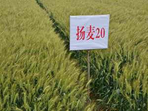 �P(y��ng)��20-С���N��-���r(n��ng)�l(f��)