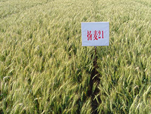 �P(y��ng)��21-С���N��-���r(n��ng)�l(f��)