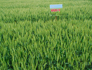 �P(y��ng)ݗ��5̖(h��o)-С���N��-���r(n��ng)�l(f��)