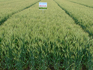 �P(y��ng)Ŵ��1̖(h��o)-С���N��-���r(n��ng)�l(f��)