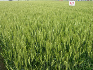 �P(y��ng)��12-С���N��-���r(n��ng)�l(f��)