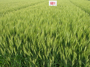 �P(y��ng)��11̖(h��o)-С���N��-���r(n��ng)�l(f��)