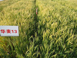 �A��13-С���N��-���r(n��ng)�l(f��)