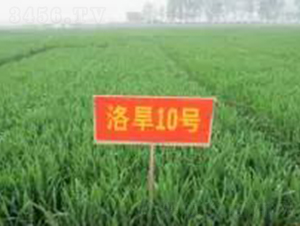 �庵10̖(h��o)-С���N��-���r(n��ng)�l(f��)