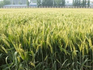 ����28-С���N��-���r(n��ng)�l(f��)