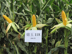 錦玉118-玉米種子-農(nóng)光種業(yè)