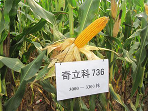 ������736-���׷N��-�r��N�I(y��)